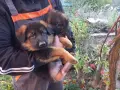 чистопородна немска овчарка, снимка 5