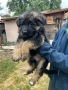 Немски Овчарки , снимка 3