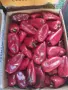 Продавам Червена капия Слоново Ухо., снимка 2