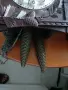 Лот 4 часовници с кукувица, снимка 9
