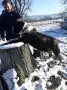 Алабай мъжки  топ, снимка 5