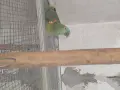 какаду и синьочела амазона, снимка 4
