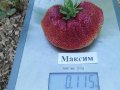 Ягода Максим - Strawberry Maxim Ягода гигант с прекрасен вкус и лесна за отглеждане, снимка 4