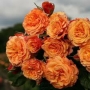 Роза 25, снимка 1 - Градински цветя и растения - 36093533