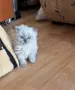 Мъжки котарак за Разплод, снимка 8
