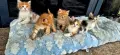 Продавам сибирски котенца , снимка 15