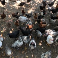 Катунски кокошки и петли , снимка 11 - Кокошки и пуйки - 41337210