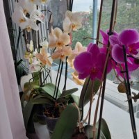 Красиви орхидеи , снимка 8 - Стайни растения - 32936807