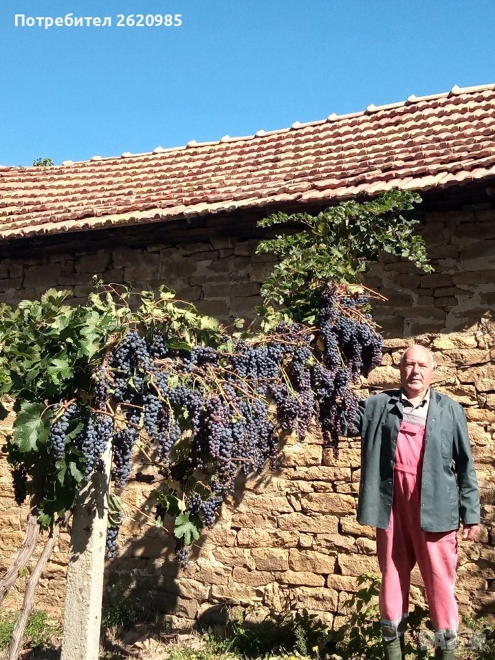 Лозов посадъчен материал , снимка 1