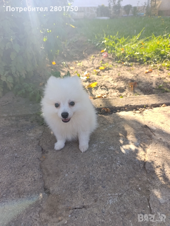 Шпиц померан , снимка 1