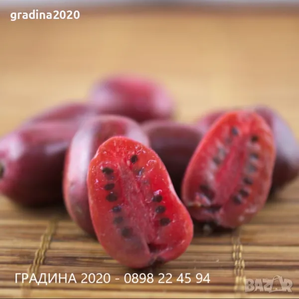 Червено киви - Налични 4 сорта Студоустойчиви, снимка 1