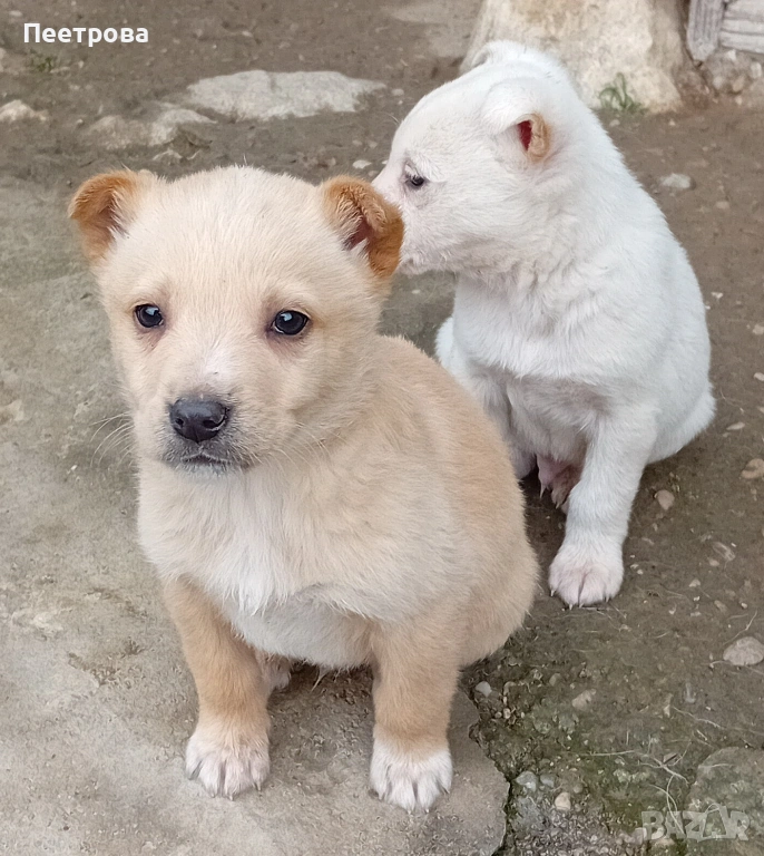 Кученца за подаряване., снимка 1