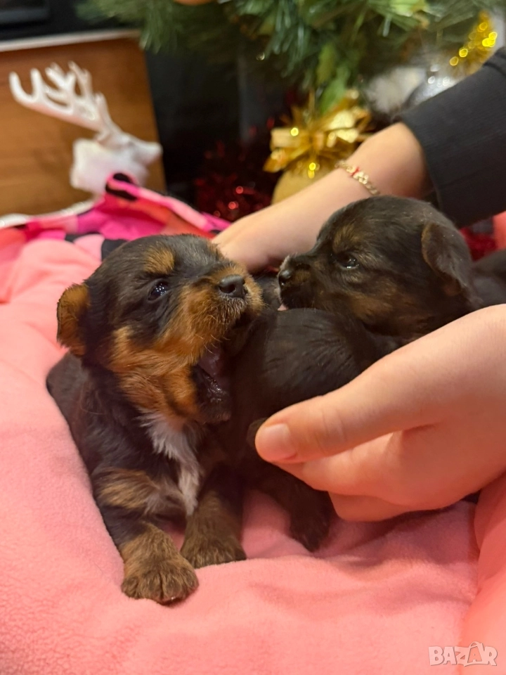 Мини йорки , снимка 1