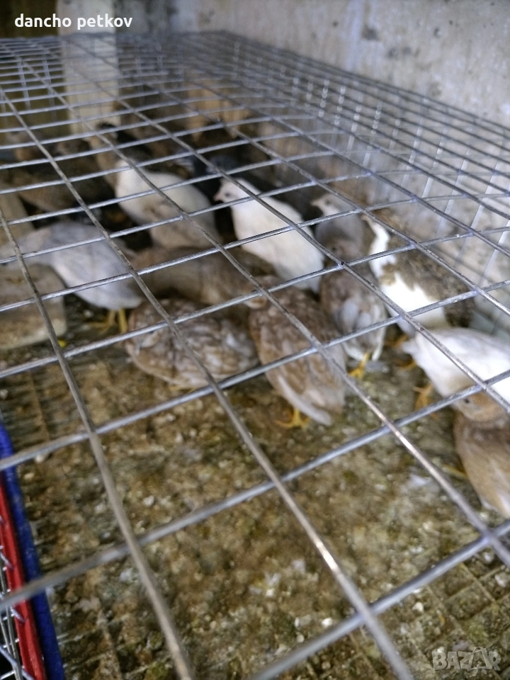 китайски пъдпъдък, снимка 1