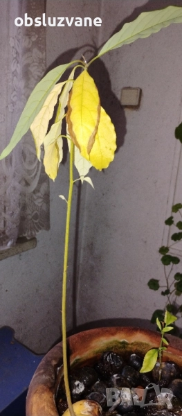 Авокадо растение, снимка 1