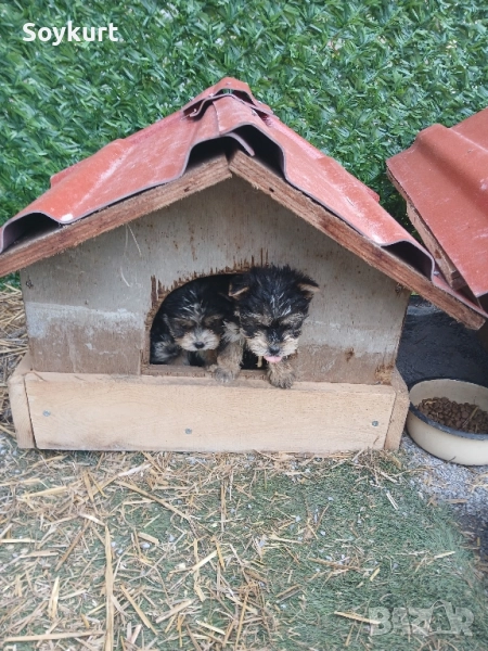morkshire terrier на 55 дни 3 мъжки , снимка 1