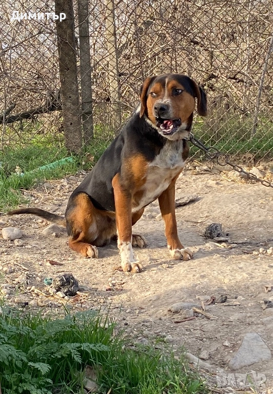 Трицветно гонче , снимка 1