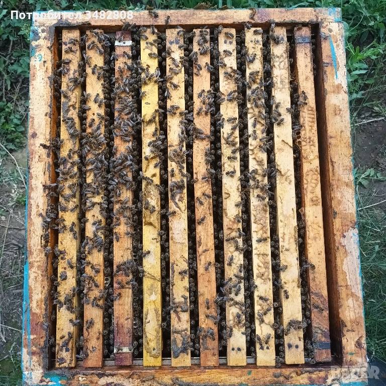 Пчелни семейства и пчелни отводки ДБ, снимка 1