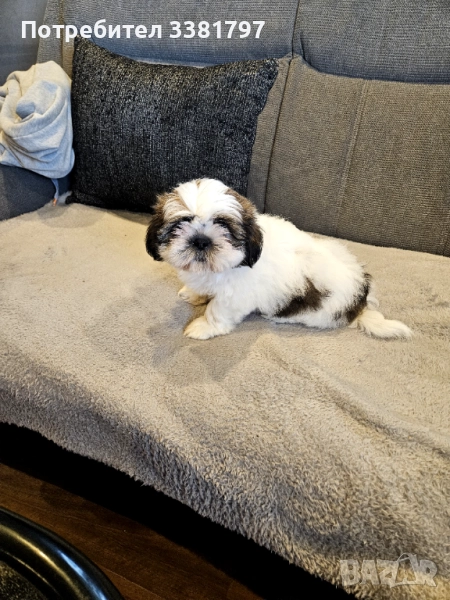 Продавам Ши тцу, снимка 1