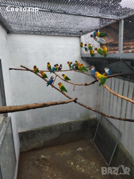 Маскови и фишерови неразделки, какарики, снимка 1