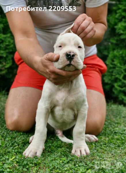 Дого Аржентино  , снимка 1