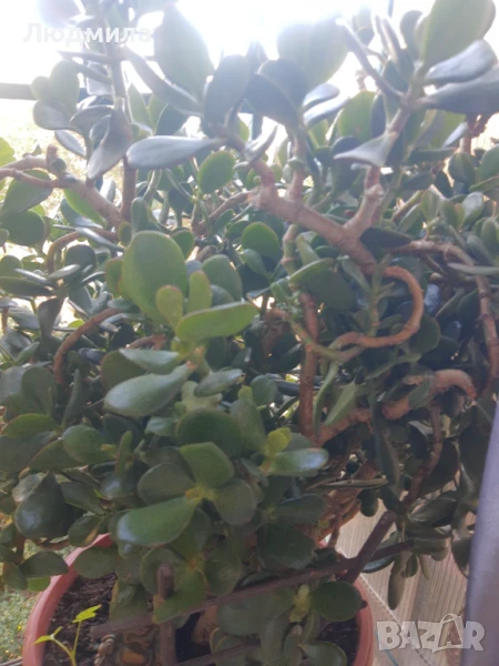 Дървото на живота,голямо,многогодишно,много богато,отлично, снимка 1