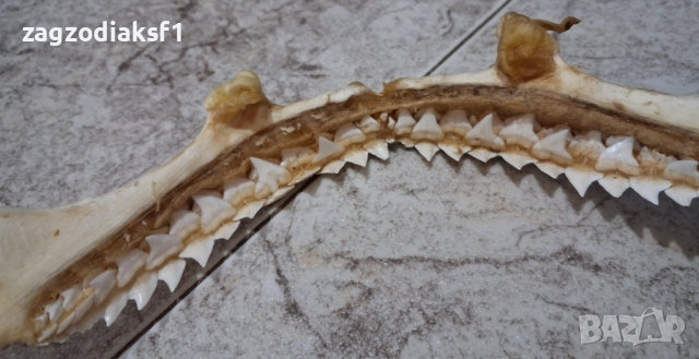 Челюст от Бул Шарк "БИЧА АКУЛА" 100% Истинска, снимка 2 - Колекции - 52799291