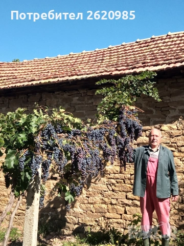 Лозов посадъчен материал 