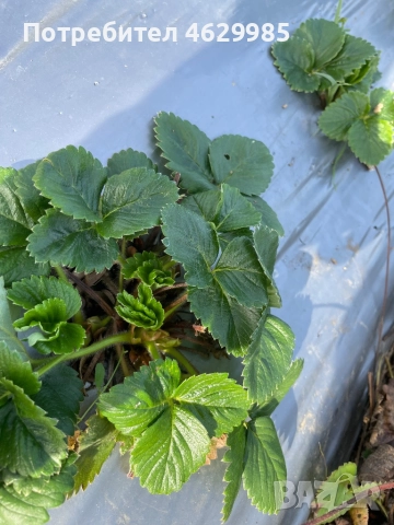 Продавам разсад ягоди, снимка 2 - Разсади - 52141893