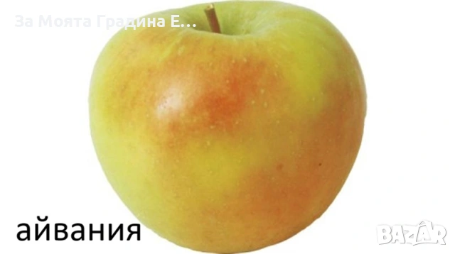 Ябълки , снимка 3 - Градински цветя и растения - 53618035