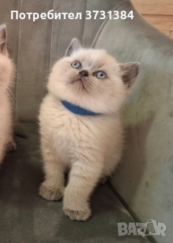 Британски колорпойнт котета, снимка 7 - Британска късокосместа - 53847230