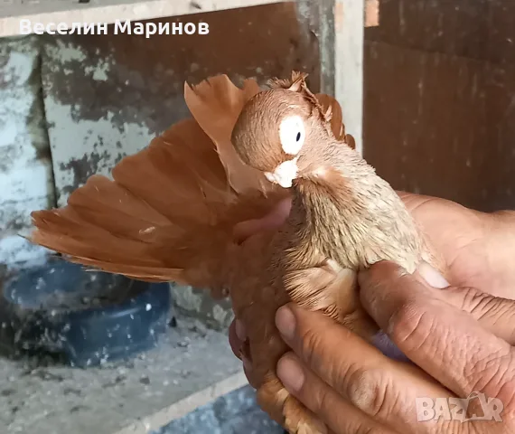 продавам  плевенски  белослатински и  шуменски гьлаби
