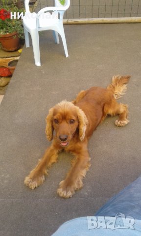 Мъжки кокер шпаньол за разплод, снимка 2 - Кокер шпаньол - 33937114