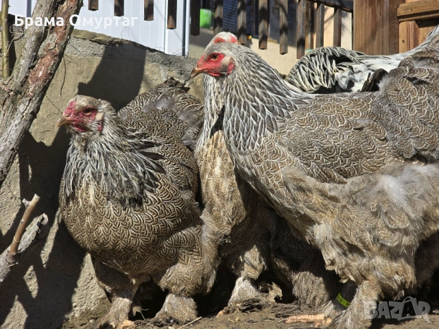 Продавам разплодни яйца от Сребърна Брама [Dark Brahma], снимка 16 - Кокошки и пуйки - 53811097