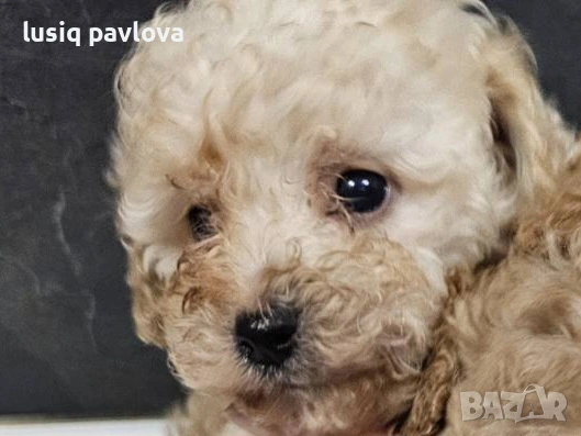 Пудел той, снимка 2 - Пудели - 53214749