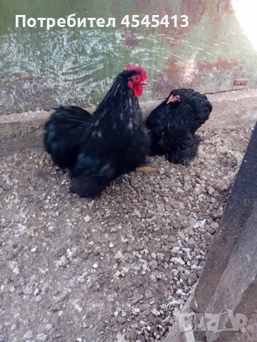 Кокошки ярки, уоман барун, бял легхорн и спербек пилета от селски кокошки, снимка 17 - Кокошки и пуйки - 52341582