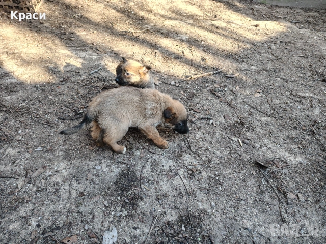 Белгийска овчарка , снимка 3 - Други - 53852301