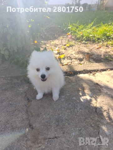 Шпиц померан , снимка 1