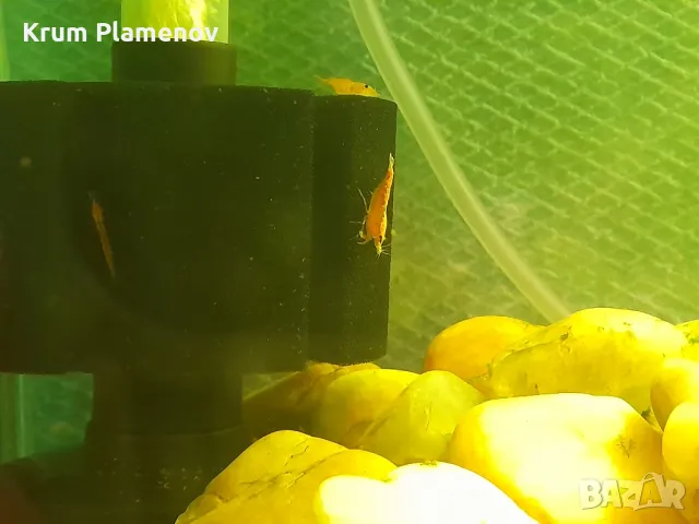 скариди и разстения, снимка 3 - Рибки - 49485333