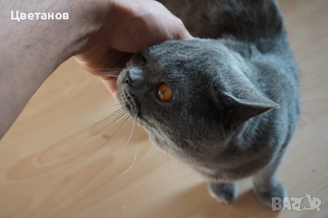 Британска късокосместа , снимка 2 - Британска късокосместа - 52973148