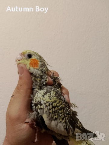 Бебе 1 папагал корела корели , снимка 1