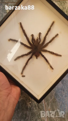 Тарантула Паяк, снимка 6 - Колекции - 51264011