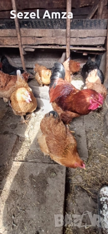 Продавам кокошки , снимка 3 - Кокошки и пуйки - 53583839