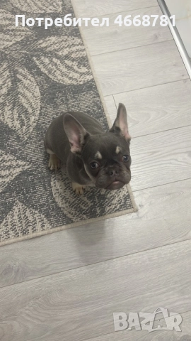 Френски булдог, снимка 2 - Френски булдог - 52800948