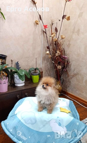 Мини померан момченце, снимка 4 - Померан - 53583317