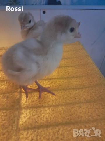 Пуйчета, снимка 3 - Кокошки и пуйки - 53629531