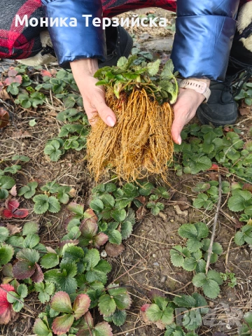 Разсад ягоди сорт Клери, снимка 3 - Разсади - 51284771