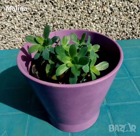 Седум Палмери, снимка 5 - Градински цветя и растения - 49446517