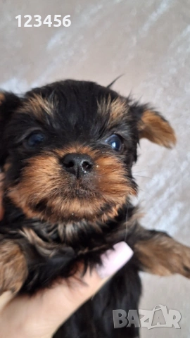Йорки , снимка 2 - Йоркширски териер - 50335320