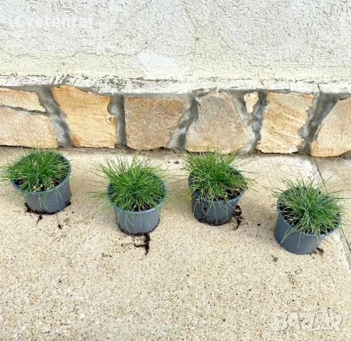 Фестука глаука (синя трева), снимка 2 - Градински цветя и растения - 53686507